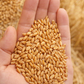 A close-up of a hand holding a pile of small golden wheat grains, with a blurred background of straw and more wheat.
