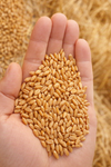 A close-up of a hand holding a pile of small golden wheat grains, with a blurred background of straw and more wheat.